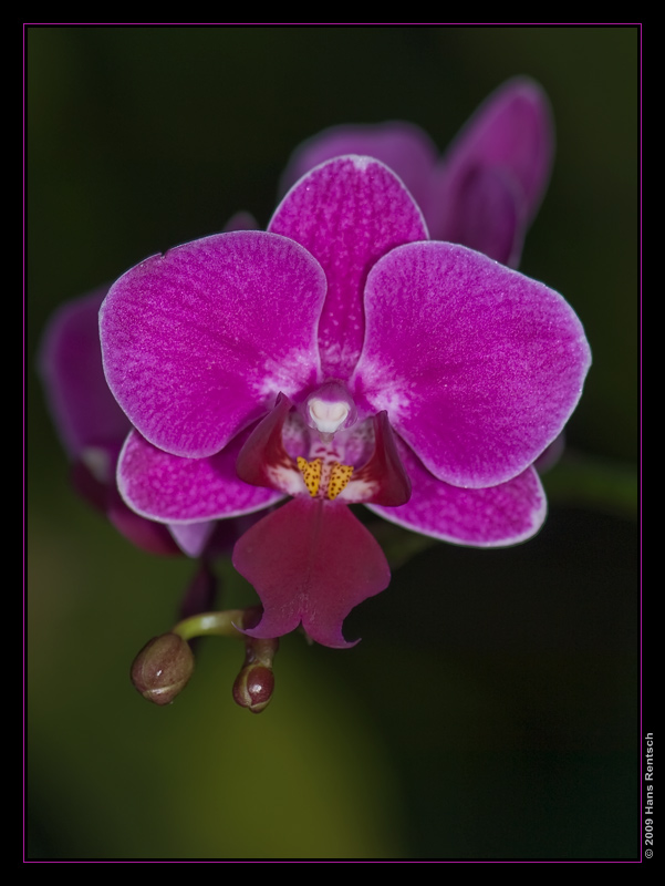 Orchidee Ausstellung Botanischer Garten Basel