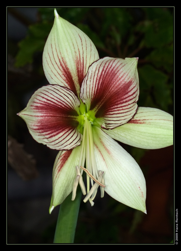 Botanischer Garten Basel