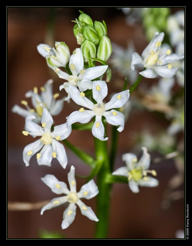 Botanischer Garten Basel