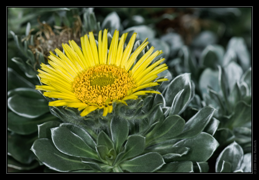 Botanischer Garten Basel