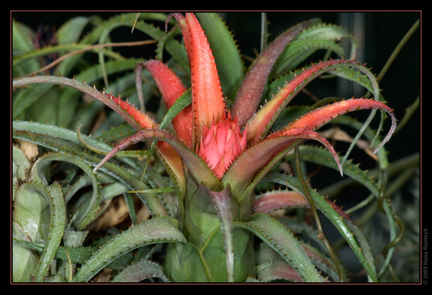 Botanischer Garten Basel