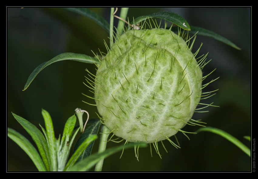 Botanischer Garten Basel