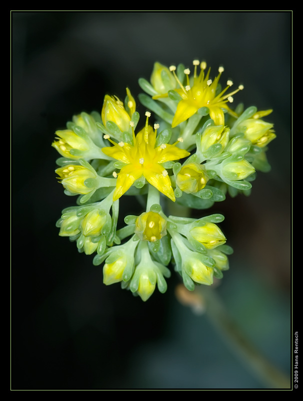 Botanischer Garten Basel