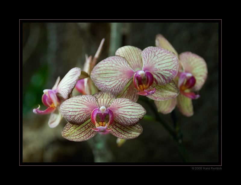 Orchideen