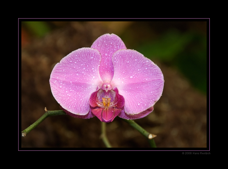 Orchideen