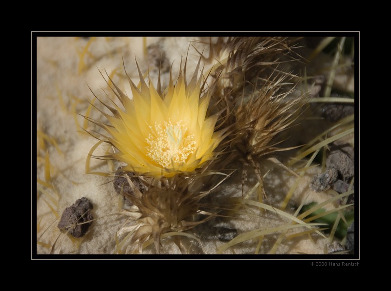 Kaktusblüte