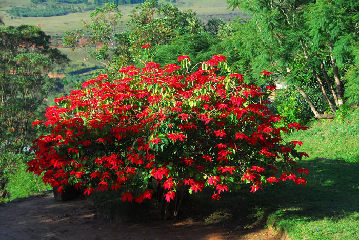 Weihnachtsstern in Madagaskar