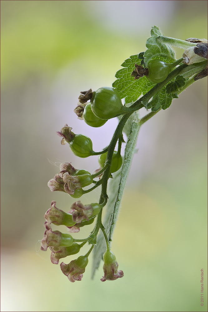 Meertrübeli in Blüte