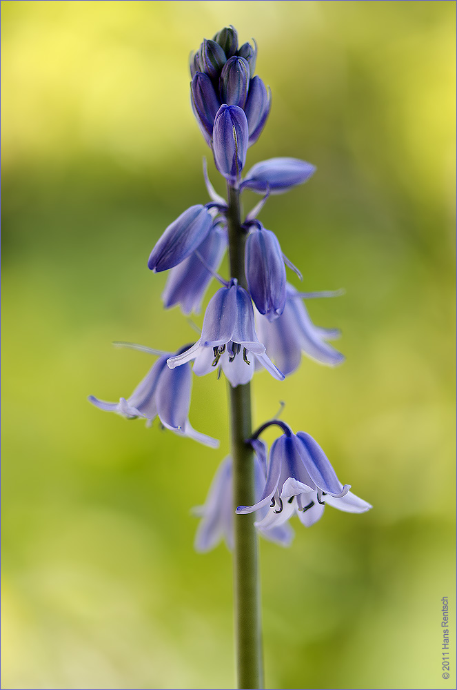 Blaue Glöckli