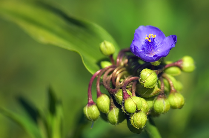 Blüte