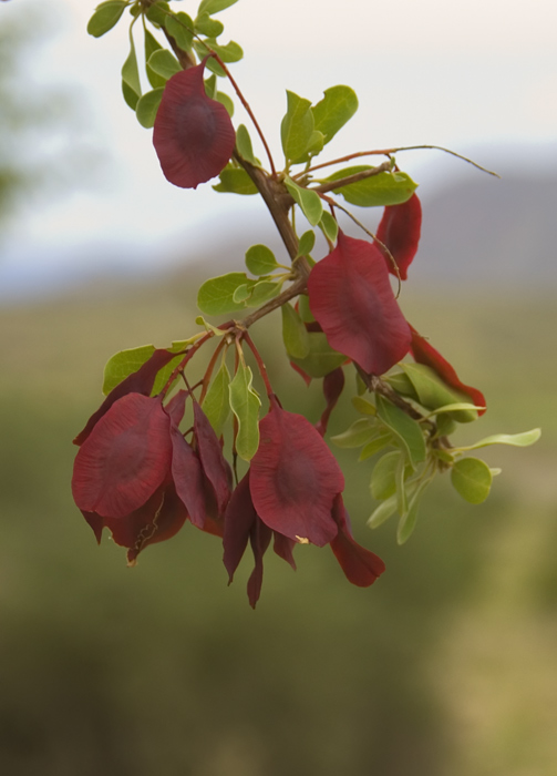 Blüte am Wegrand in Namibia