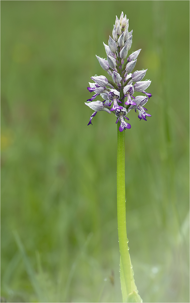 Wilde Orchidee