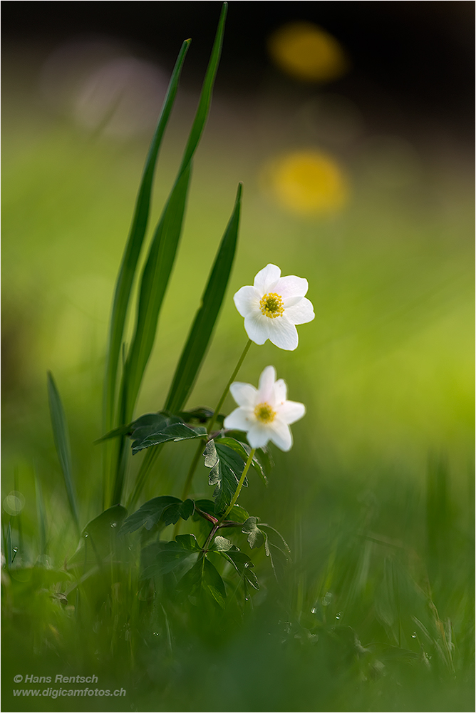 BlÃ¼mchen