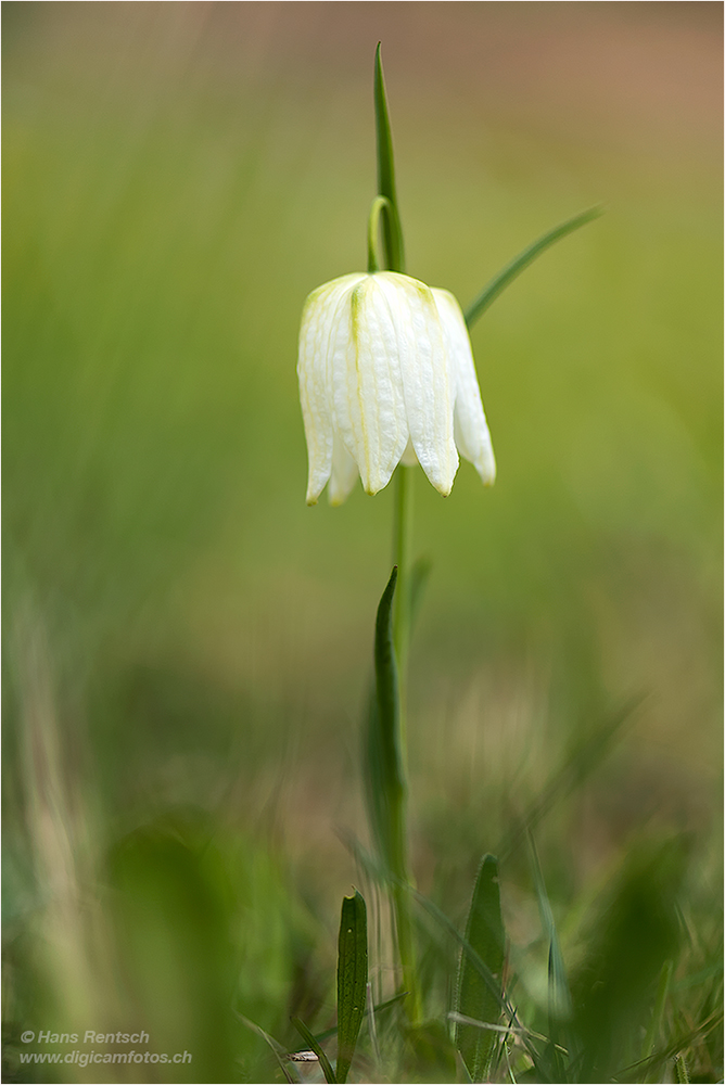 Schachblume