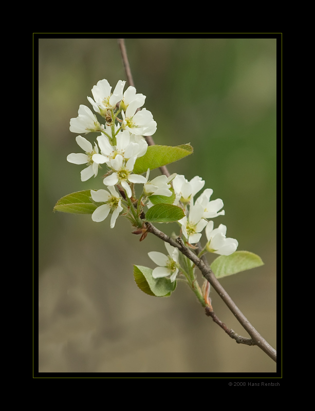 Frühling