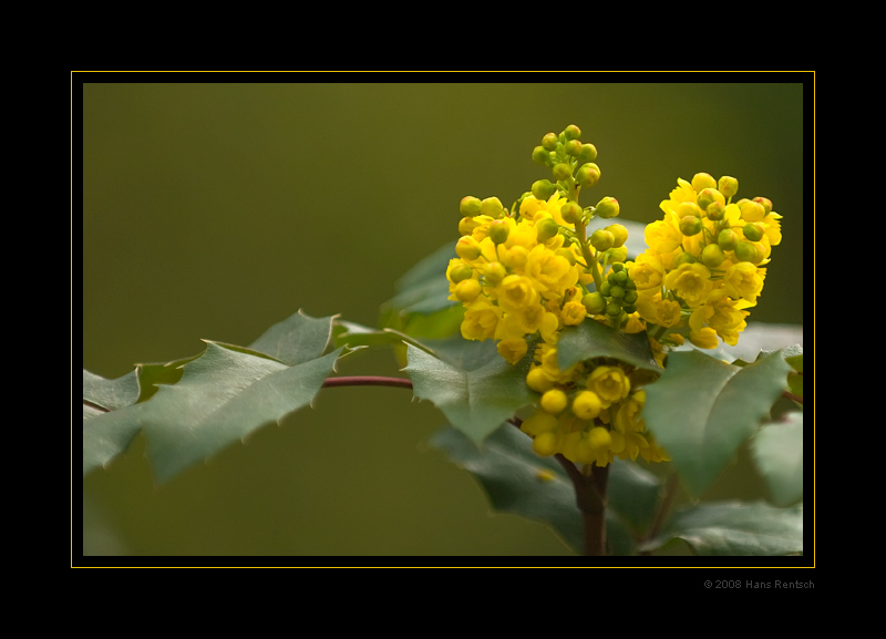 Frühlingsblüte