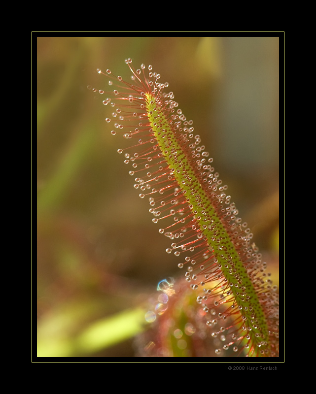 Drosera-Capensis