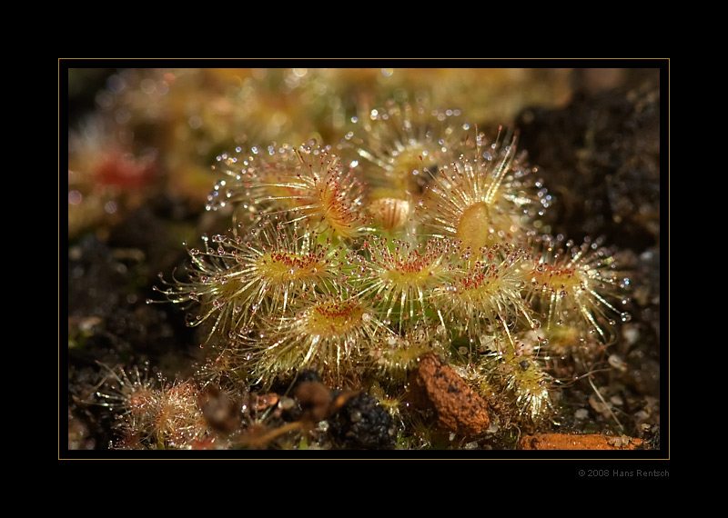 Pulchella Orange Flower