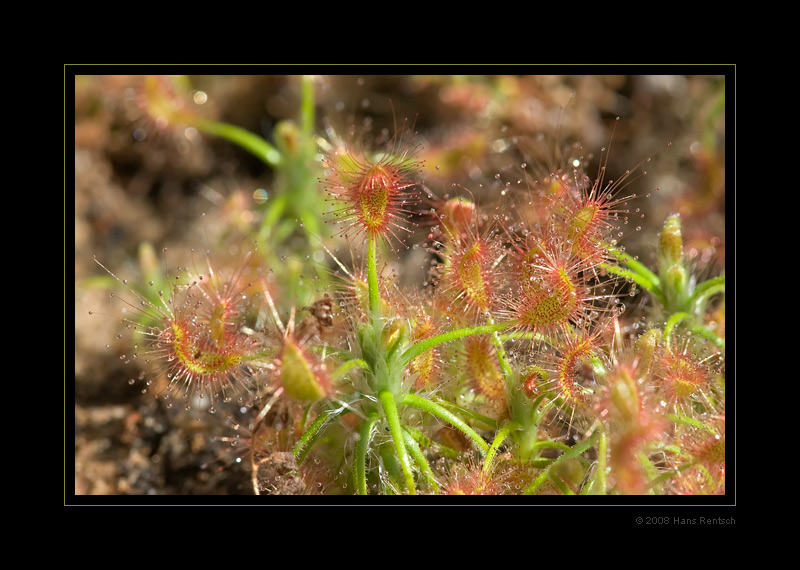 Pulchella Orange Flower