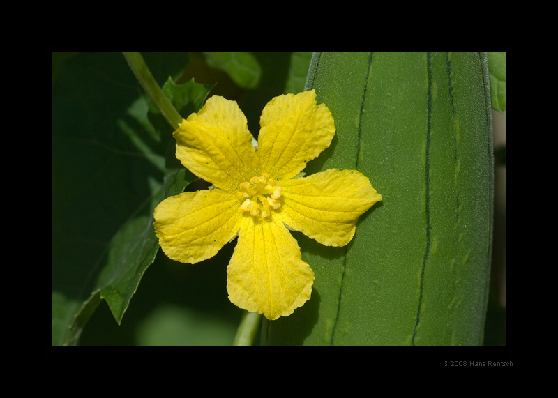 Blüte