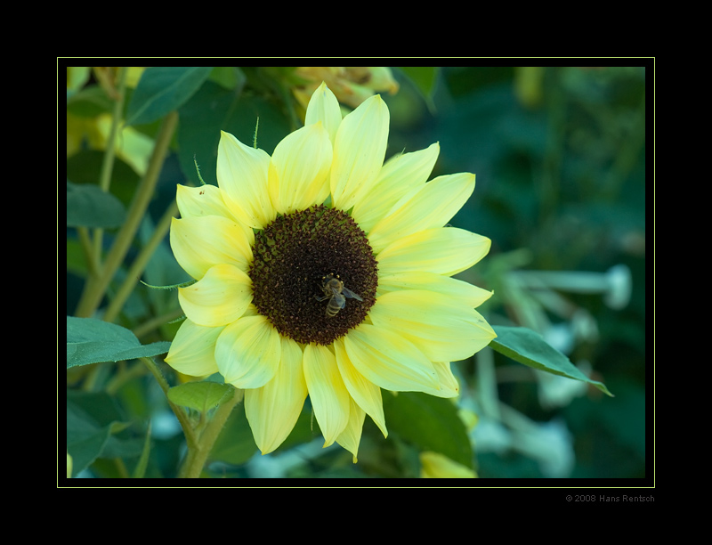 Sonnenblume