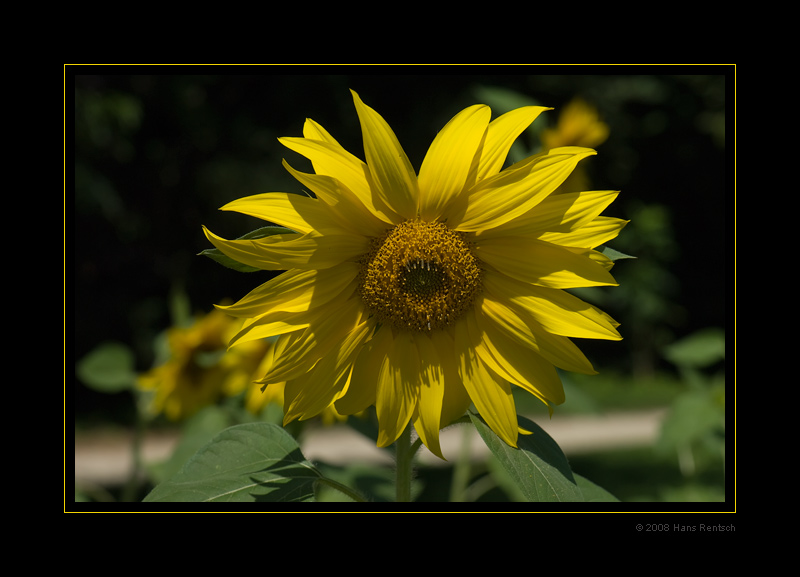 Sonnenblume