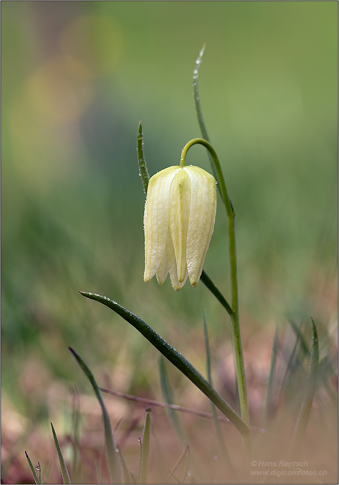 Schachbrettblume