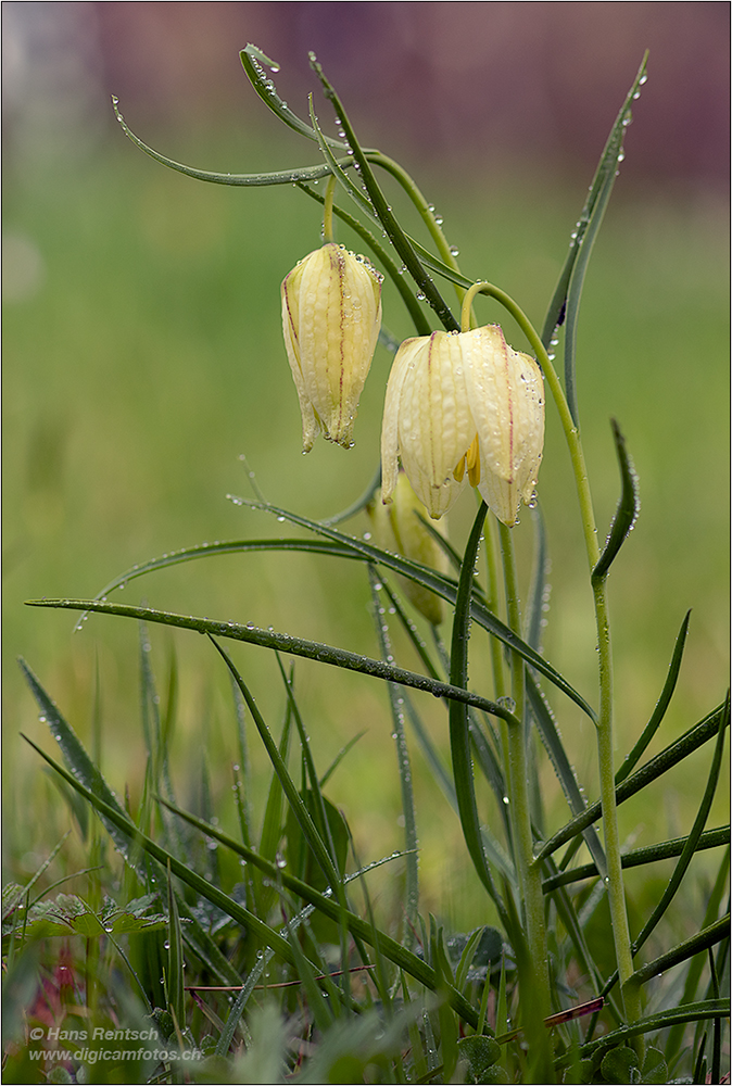 Schachbrettblume