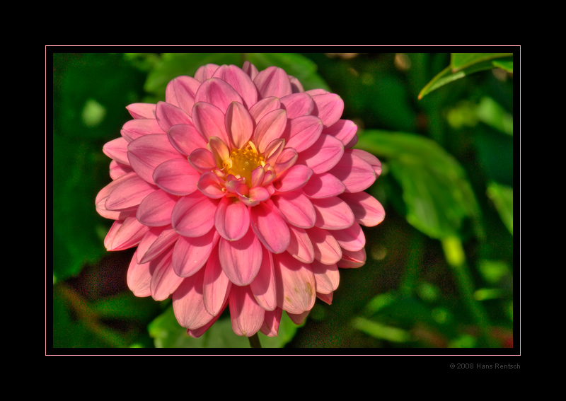 Dahlienblüte in unserem Garten