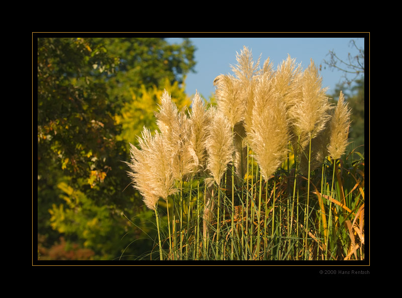 Schilfblüten in der Sonne