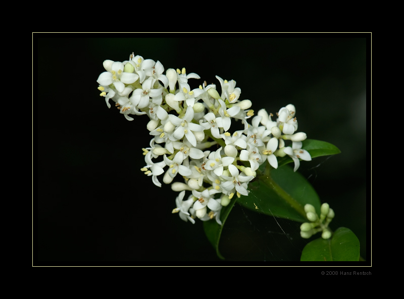 Blüte