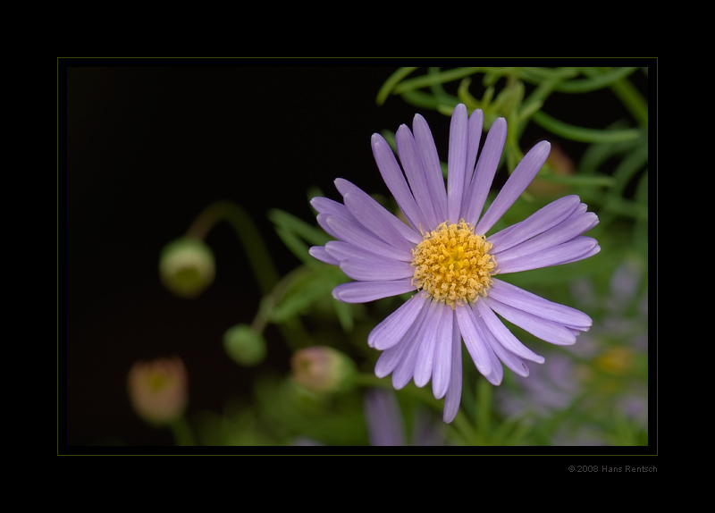 blaues Gänseblümchen