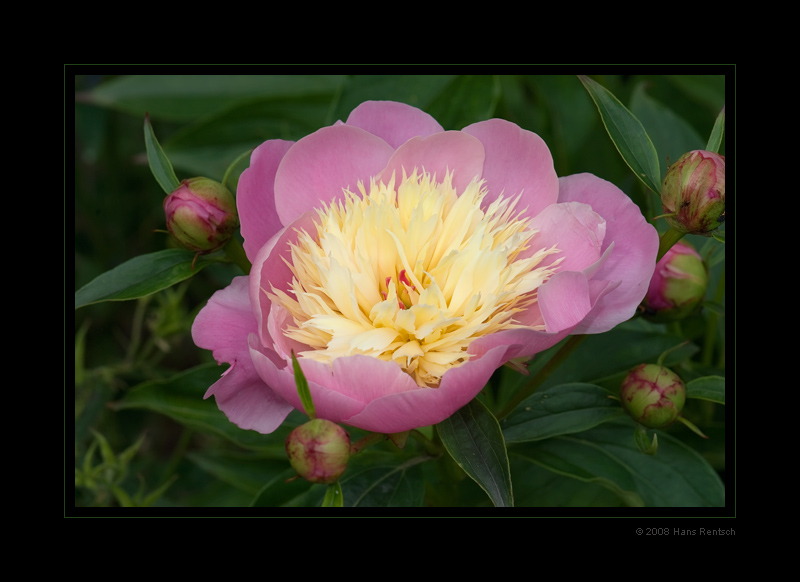 bowl of beauty rosa