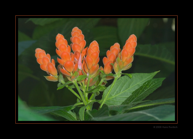 Botanischer-Garten Basel