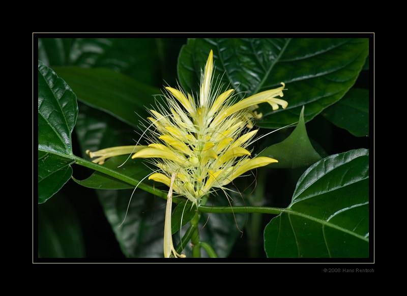 Botanischer-Garten Basel