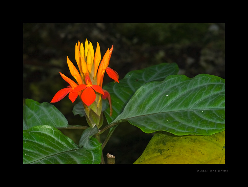 Botanischer-Garten Basel