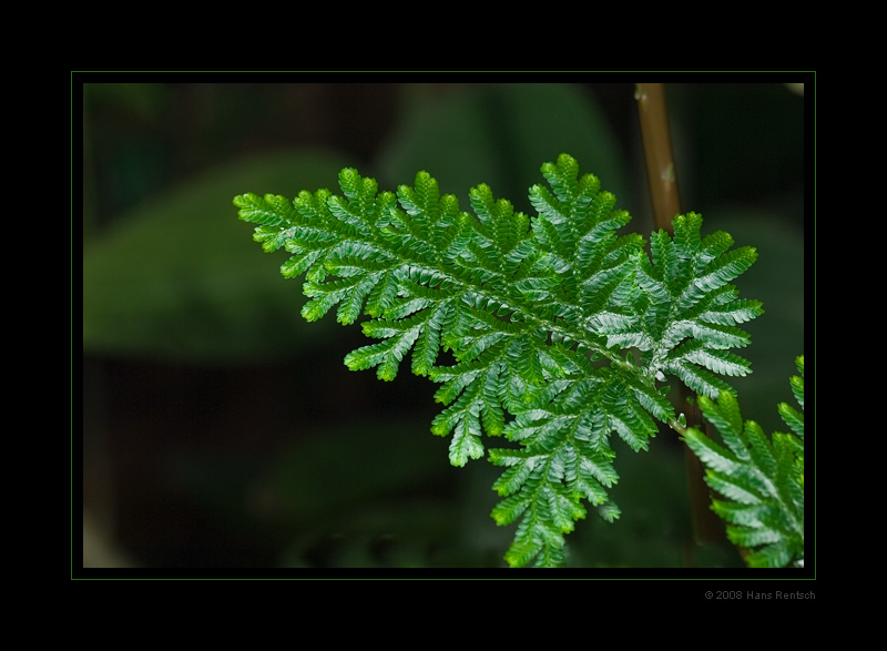 Botanischer-Garten Basel