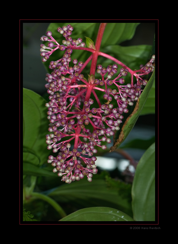 Botanischer-Garten Basel