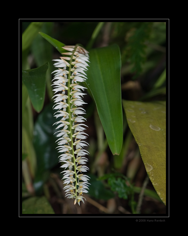 Botanischer-Garten Basel