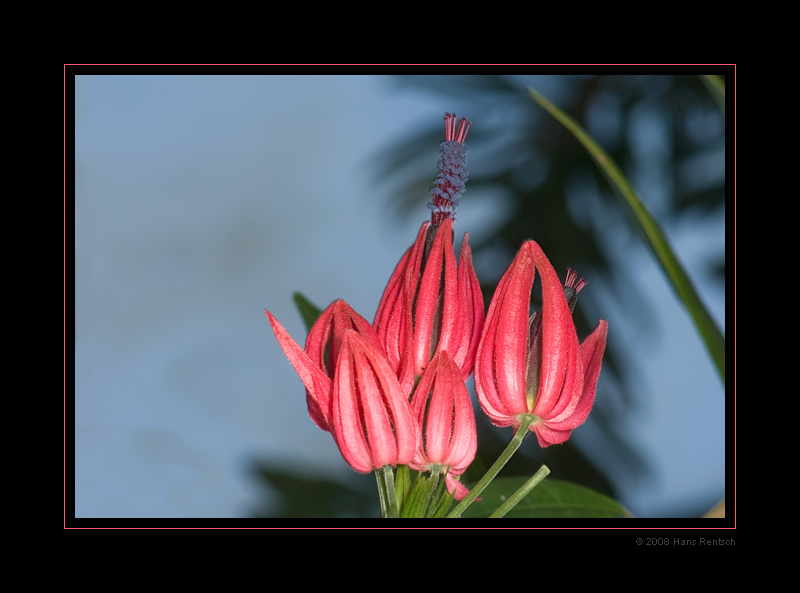 Botanischer-Garten Basel