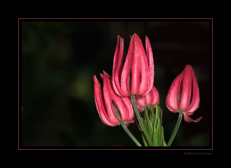 Botanischer-Garten Basel