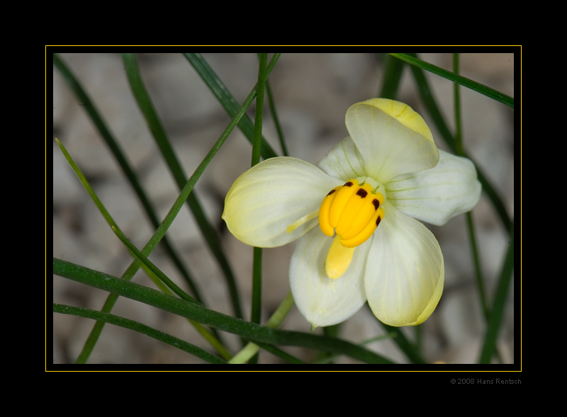 Botanischer-Garten Basel