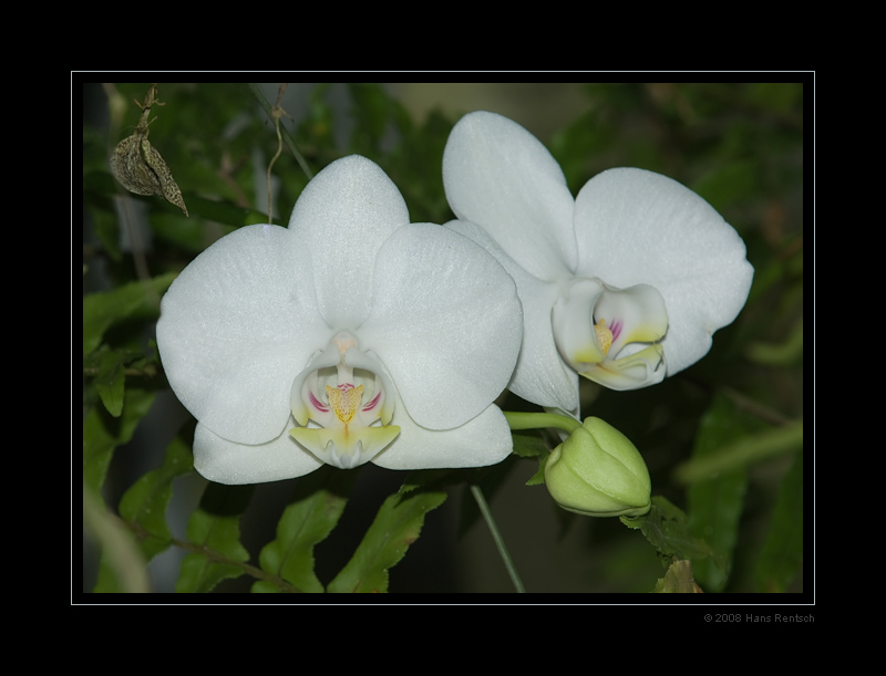 Botanischer-Garten Basel