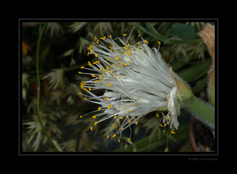 Botanischer-Garten Basel