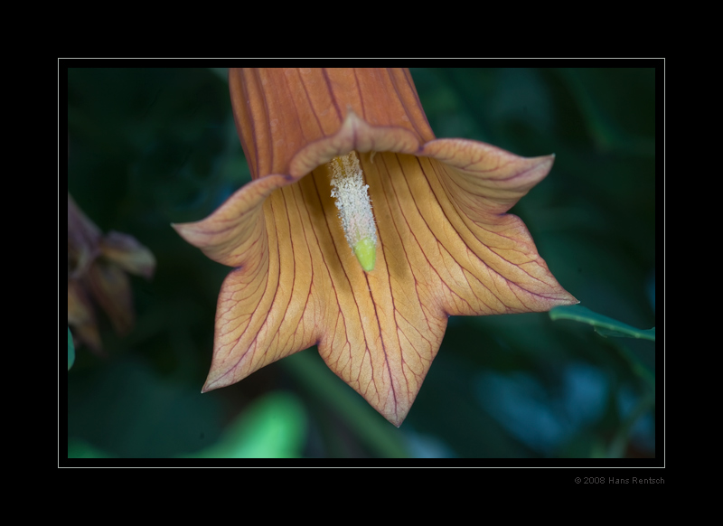 Botanischer-Garten Basel