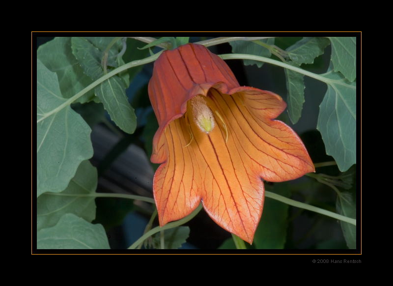 Botanischer-Garten Basel