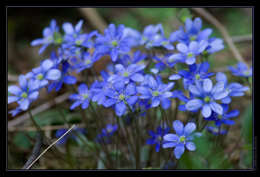 Blüten am Waldrand