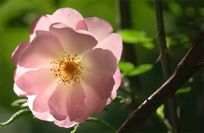 Blüte im Gegenlicht