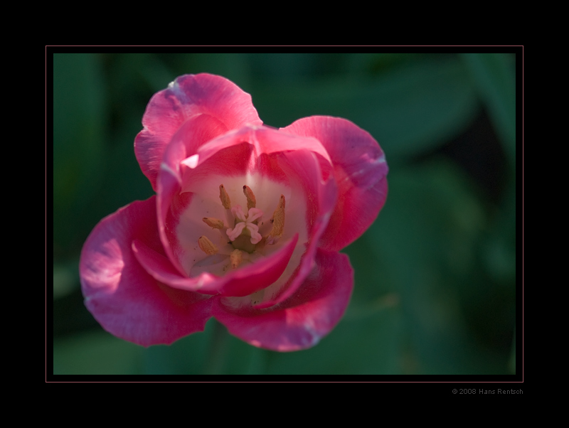 Tulpen in der Sonne