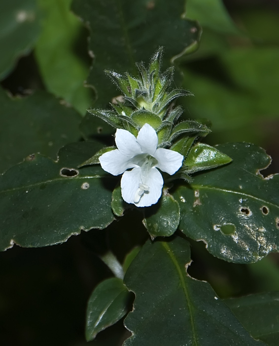 Blüte aus Madagaskar